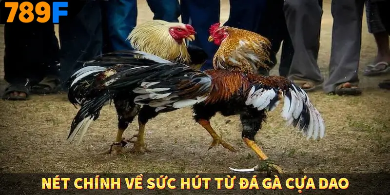 Đá Gà Cựa Sắt 789F - Sân Chơi Uy Tín Tỷ Lệ Cao Nhất Việt Nam 1 Nét chính về sức hút từ đá gà cựa dao