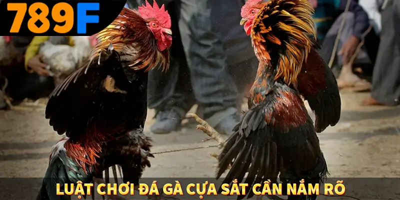 Luật Chơi Đá Gà - Quy Định Thiết Yếu Tại Trường Kê Tại 789F 2 Luật chơi đá gà cựa sắt cần nắm rõ