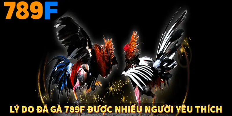 Lý do đá gà 789F được nhiều người yêu thích