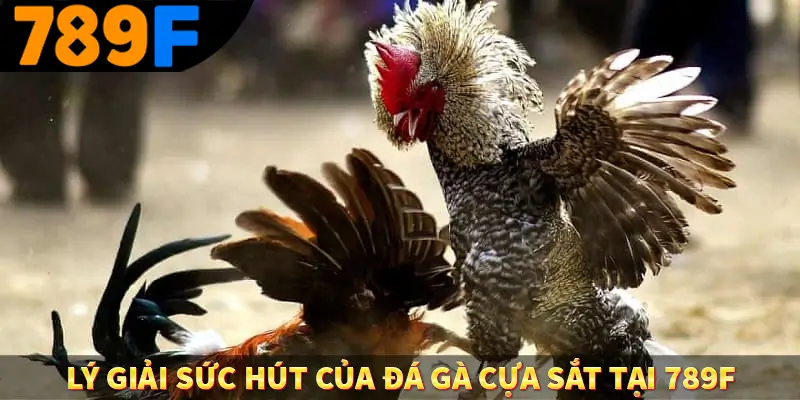 Luật Chơi Đá Gà - Quy Định Thiết Yếu Tại Trường Kê Tại 789F 3 Lý giải sức hút của đá gà cựa sắt tại 789f