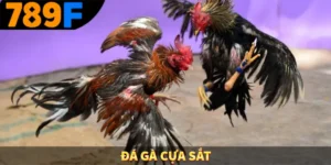 Đá gà cựa sắt