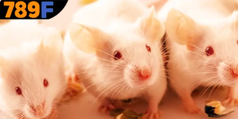 789F đưa ra những gợi ý may mắn nhất