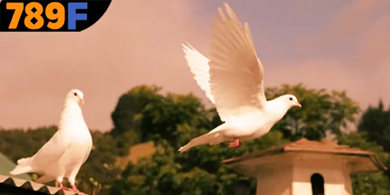 Mơ Thấy Ô Tô Đánh Số Gì - Luận Giải Chiêm Bao Với 789F 1 Vài nét chính về ý nghĩa chiêm bao điềm lành hay dữ