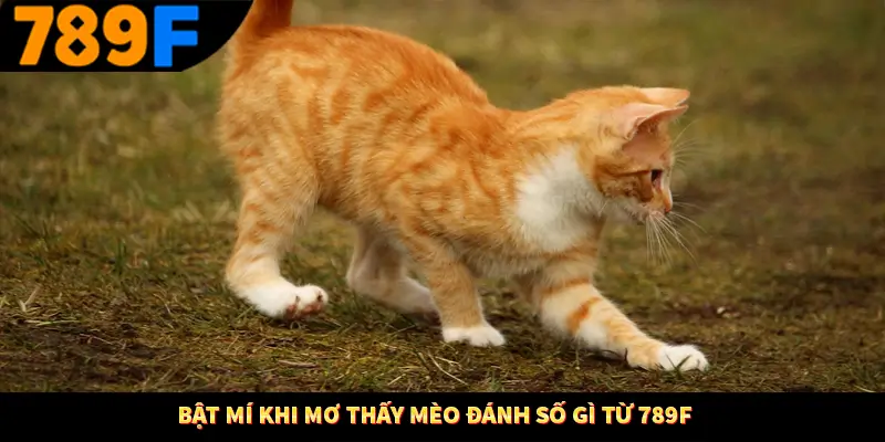 Mơ Thấy Ô Tô Đánh Số Gì - Luận Giải Chiêm Bao Với 789F 3 Bật mí khi mơ thấy mèo đánh số gì từ 789F