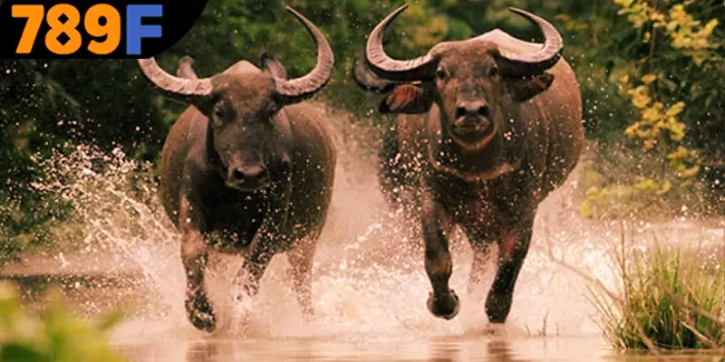 Mơ Thấy Ô Tô Đánh Số Gì - Luận Giải Chiêm Bao Với 789F 2 Chi tiết điềm báo xui rủi của giấc mộng thấy trâu