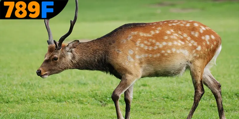 Mơ Thấy Ô Tô Đánh Số Gì - Luận Giải Chiêm Bao Với 789F 2 Chi tiết từng trường hợp khi mộng thấy nai