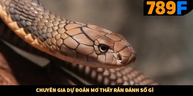 Mơ Thấy Ô Tô Đánh Số Gì - Luận Giải Chiêm Bao Với 789F 3 Chuyên gia dự đoán mơ thấy rắn đánh số gì