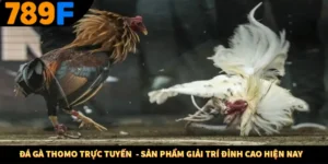 Đá Gà Thomo Trực Tuyến  - Sản Phẩm Giải Trí Đỉnh Cao Hiện Nay