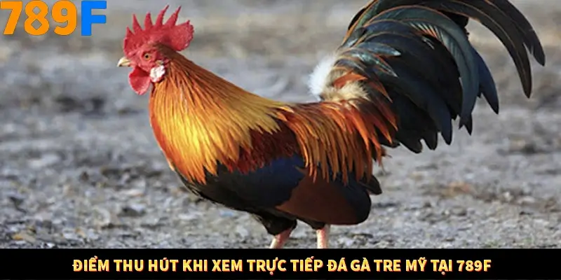 Nhận Định Kèo Tối Nay Tại 789F - Đội Nào Dễ Chiến Thắng 3 Điểm thu hút khi xem trực tiếp đá gà tre mỹ tại 789F