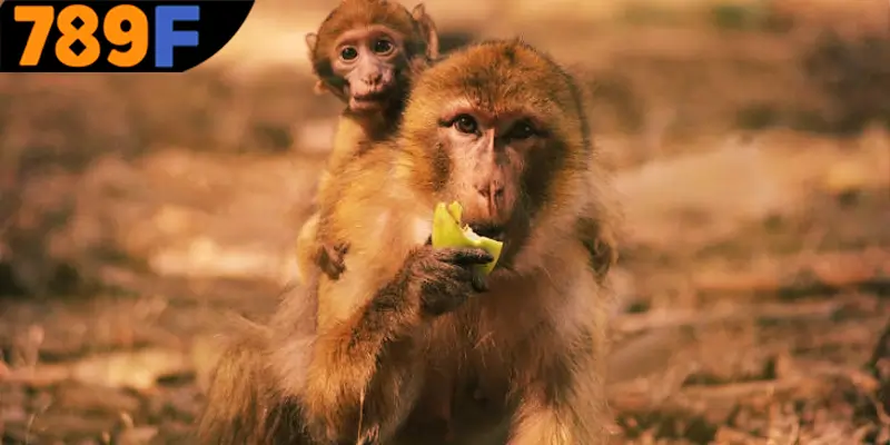 Mơ Thấy Ô Tô Đánh Số Gì - Luận Giải Chiêm Bao Với 789F 2 Diễn giải chi tiết về các giấc mộng thấy khỉ