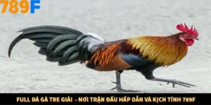 Full Đá Gà Tre Giải  - Nơi Trận Đấu Hấp Dẫn Và Kịch Tính 789F