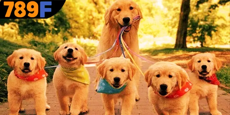 Mơ Thấy Ô Tô Đánh Số Gì - Luận Giải Chiêm Bao Với 789F 3 Giải đáp câu hỏi mơ thấy chó đánh số gì