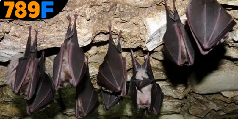 Mơ Thấy Ô Tô Đánh Số Gì - Luận Giải Chiêm Bao Với 789F 1 Giải đáp mơ thấy con dơi đánh số gì?