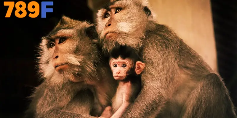 Mơ Thấy Ô Tô Đánh Số Gì - Luận Giải Chiêm Bao Với 789F 1 Giải mã giấc mơ thấy khỉ đánh số gì