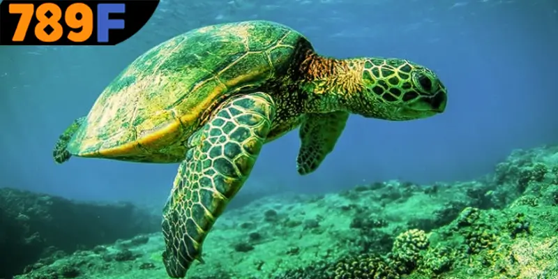 Mơ Thấy Ô Tô Đánh Số Gì - Luận Giải Chiêm Bao Với 789F 2 Giải mã về các giấc mơ khi thấy rùa cho hội viên