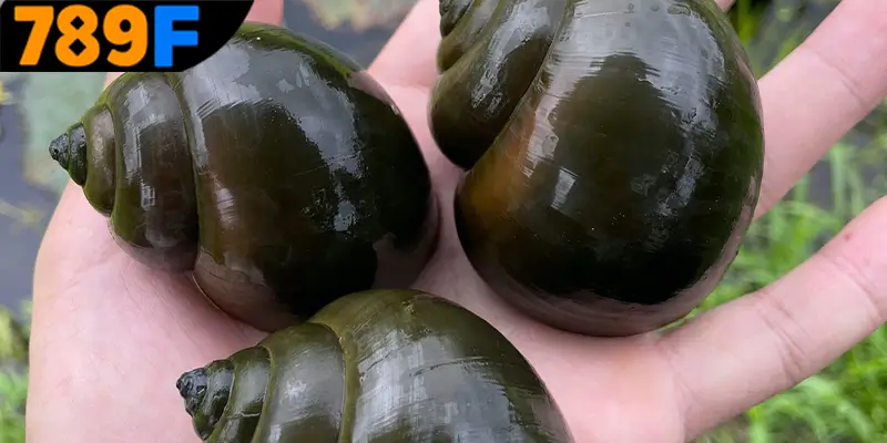 Giải mã ý nghĩa chi tiết của từng giấc mơ về ốc