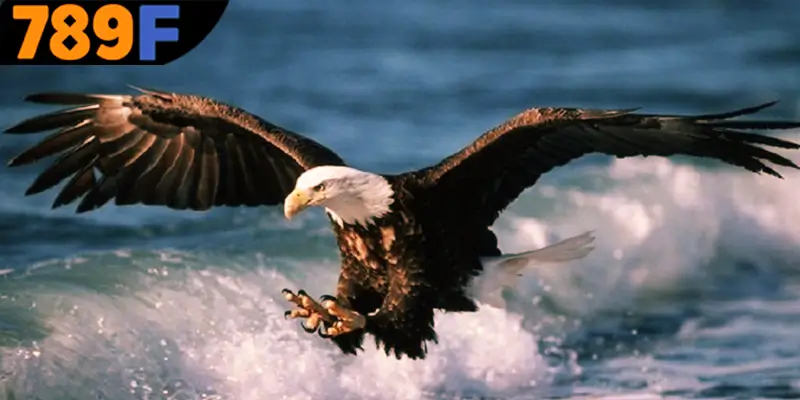 Mơ Thấy Ô Tô Đánh Số Gì - Luận Giải Chiêm Bao Với 789F 2 Giải thích từng giấc mơ thấy chim đánh số gì