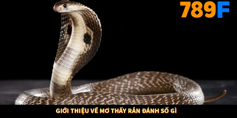 Mơ Thấy Ô Tô Đánh Số Gì - Luận Giải Chiêm Bao Với 789F 1 Giới thiệu về mơ thấy rắn đánh số gì