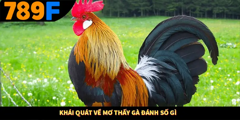 Mơ Thấy Ô Tô Đánh Số Gì - Luận Giải Chiêm Bao Với 789F 1 Khái quát về mơ thấy gà đánh số gì