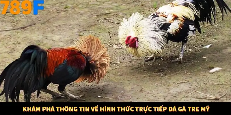 Nhận Định Kèo Tối Nay Tại 789F - Đội Nào Dễ Chiến Thắng 1 Khám phá thông tin về hình thức trực tiếp đá gà tre mỹ