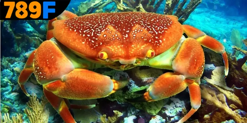 Luận giải về giấc mơ thấy con cua đánh số gì