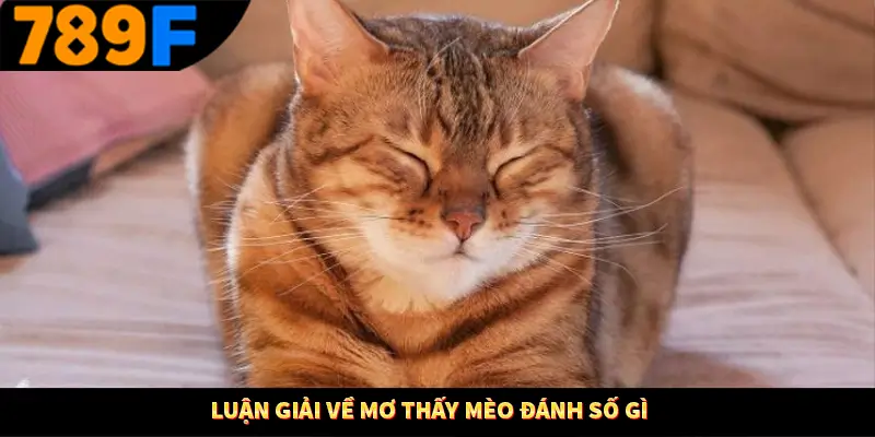 Mơ Thấy Ô Tô Đánh Số Gì - Luận Giải Chiêm Bao Với 789F 1 Luận giải về mơ thấy mèo đánh số gì