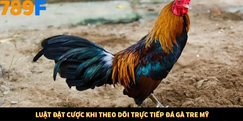 Nhận Định Kèo Tối Nay Tại 789F - Đội Nào Dễ Chiến Thắng 2 Luật đặt cược khi theo dõi trực tiếp đá gà tre mỹ