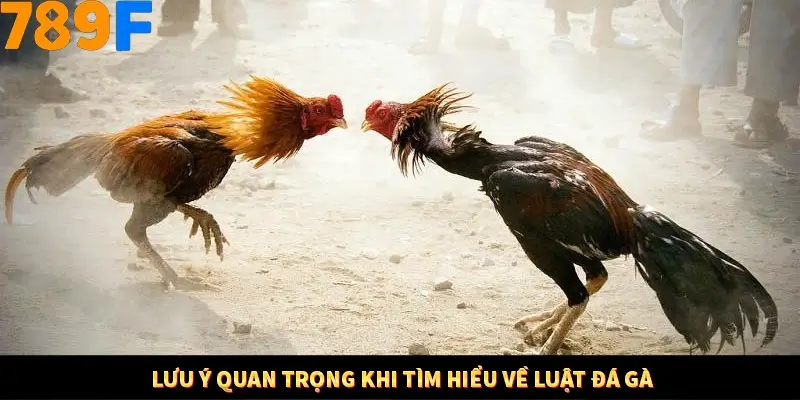 Nhận Định Kèo Tối Nay Tại 789F - Đội Nào Dễ Chiến Thắng 3 Lưu ý quan trọng khi tìm hiểu về luật đá gà