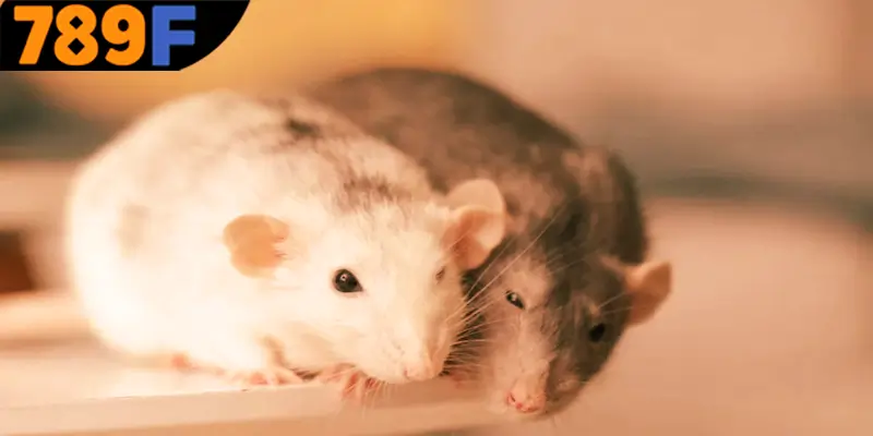 Lý giải những tình huống khi mơ thấy chuột đánh số gì