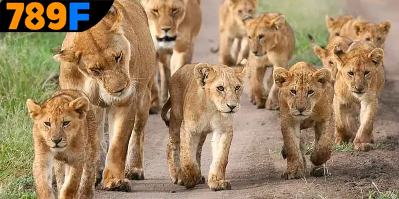 Lý giải thông điệp và con số may mắn từ giấc mơ thấy sư tử