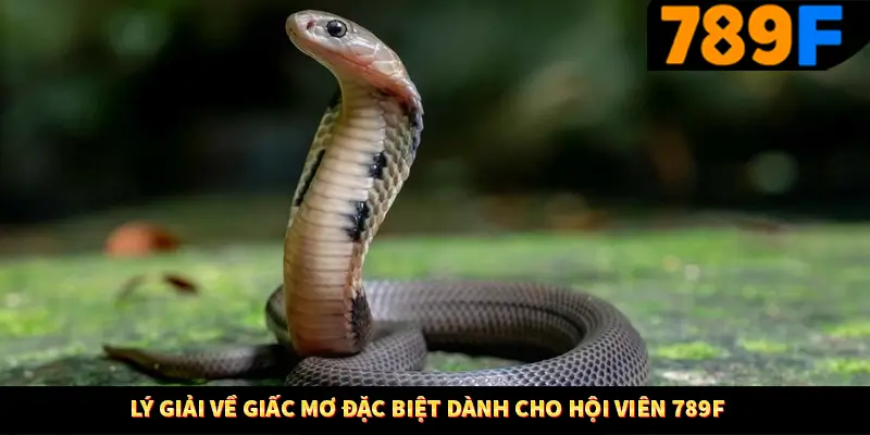 Mơ Thấy Ô Tô Đánh Số Gì - Luận Giải Chiêm Bao Với 789F 2 Lý giải về giấc mơ đặc biệt dành cho hội viên 789F