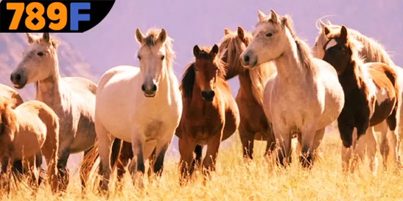 Mơ Thấy Ô Tô Đánh Số Gì - Luận Giải Chiêm Bao Với 789F 2 Lý giải về vận mệnh quan trọng khi chiêm bao thấy ngựa