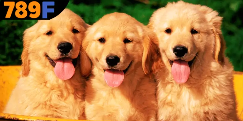 Mơ Thấy Ô Tô Đánh Số Gì - Luận Giải Chiêm Bao Với 789F 2 Mơ thấy chó đánh số gì? Giải mã ý nghĩa từng giấc mơ