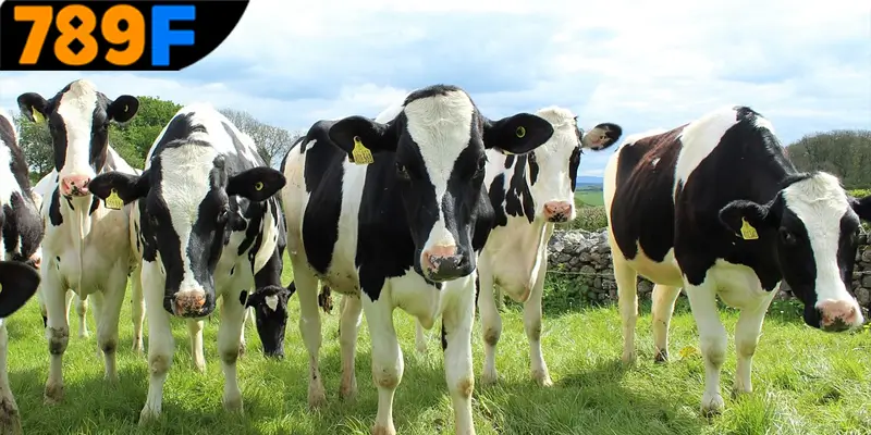 Mơ Thấy Ô Tô Đánh Số Gì - Luận Giải Chiêm Bao Với 789F 3 Mơ thấy con bò đánh số gì để mang lại vận may