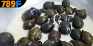 Mơ Thấy Con Ốc Đánh Số Gì? Gợi Ý Con Số Phát Tài Cho Bạn