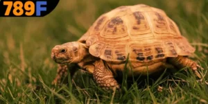 Mơ Thấy Con Rùa Đánh Số Gì  - Chiêm Bao Về Điềm Lành Hay Dữ 