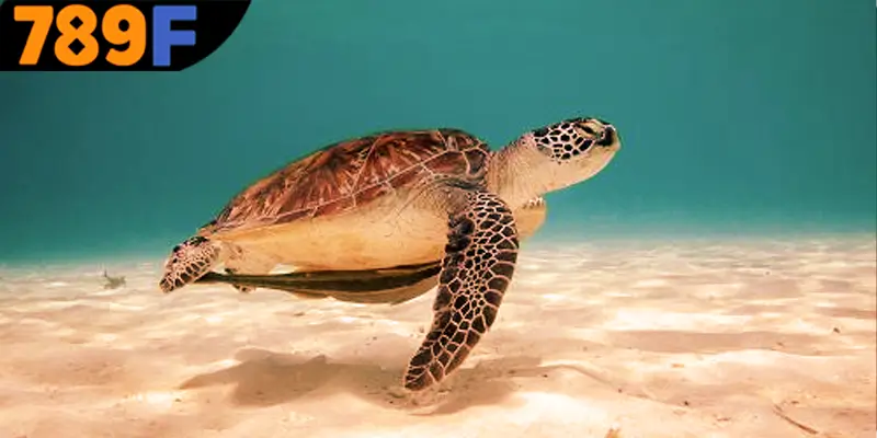 Mơ Thấy Ô Tô Đánh Số Gì - Luận Giải Chiêm Bao Với 789F 3 Mơ thấy con rùa đánh số gì - Những con số đem lại may mắn