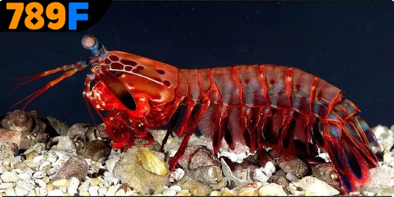 Mơ Thấy Ô Tô Đánh Số Gì - Luận Giải Chiêm Bao Với 789F 3 Mơ thấy con tôm đánh số gì để dễ trúng