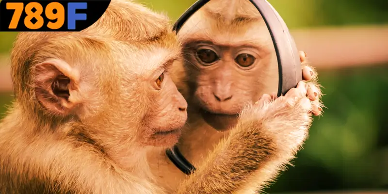 Mơ Thấy Ô Tô Đánh Số Gì - Luận Giải Chiêm Bao Với 789F 3 Mơ thấy khỉ đánh số gì để mang lại may mắn