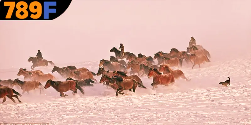 Mơ Thấy Ô Tô Đánh Số Gì - Luận Giải Chiêm Bao Với 789F 3 Mơ thấy ngựa đánh số gì và những con số tài lộc