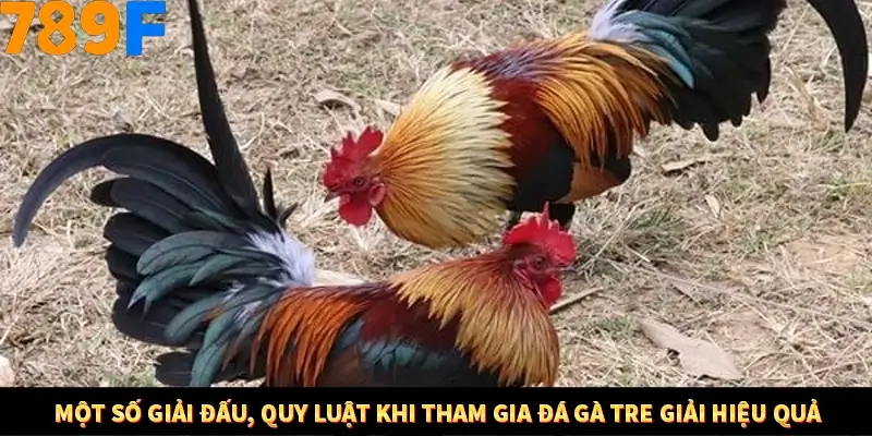 Nhận Định Kèo Tối Nay Tại 789F - Đội Nào Dễ Chiến Thắng 3 Một số giải đấu, quy luật khi tham gia đá gà tre giải hiệu quả