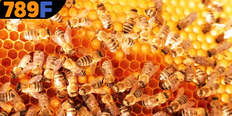 Mơ Thấy Ô Tô Đánh Số Gì - Luận Giải Chiêm Bao Với 789F 3 Nằm mơ thấy con ong đánh số gì để giành thắng lớn 789F