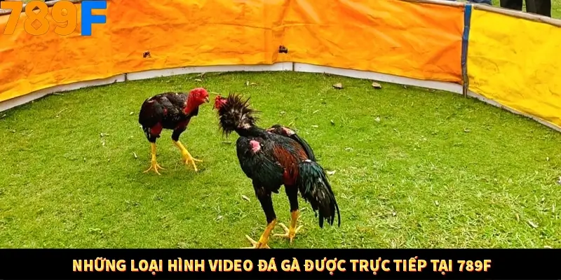 Nhận Định Kèo Tối Nay Tại 789F - Đội Nào Dễ Chiến Thắng 3 Những loại hình video đá gà được trực tiếp tại 789F