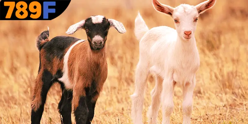 Phân tích giấc mơ thấy dê đánh số gì?