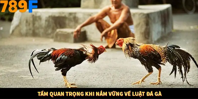 Nhận Định Kèo Tối Nay Tại 789F - Đội Nào Dễ Chiến Thắng 1 Tầm quan trọng khi nắm vững về luật đá gà