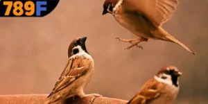 Mơ Thấy Chim Đánh Số Gì - Ý Nghĩa Đặc Biệt Từ 789F