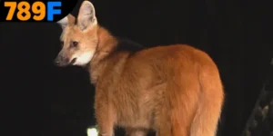 Mơ Thấy Con Cáo Đánh Số Gì - Mang Về Phần Thưởng Lớn 789F