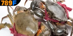 Mơ Thấy Con Cua Đánh Số Gì – Giải Mã Điềm Báo Cùng Với 789F