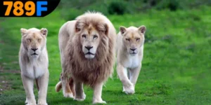 Mơ Thấy Con Sư Tử Đánh Số Gì - Ý Nghĩa Và Con Số Tài Lộc