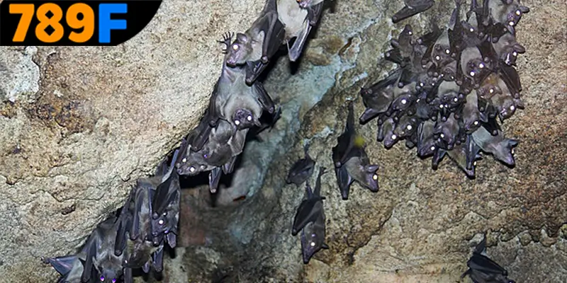 Mơ Thấy Ô Tô Đánh Số Gì - Luận Giải Chiêm Bao Với 789F 2 Tìm hiểu trường hợp mơ thấy dơi đánh số gì